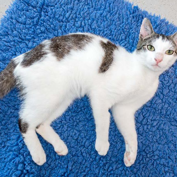 Kater Jerry / © 2016 Arche KaNaum (NH)