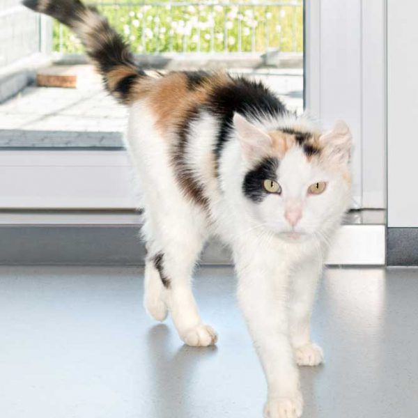 Kätzin Raja / © 2016 Arche KaNaum (NH) Kätzin Raja / © 2016 Arche KaNaum (NH)