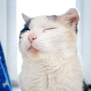 Kätzin Raja / © 2016 Arche KaNaum (NH) Kätzin Raja / © 2016 Arche KaNaum (NH)