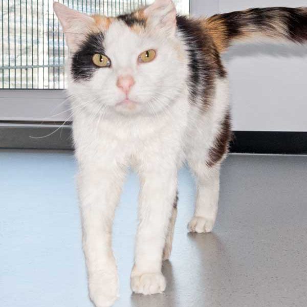 Kätzin Raja / © 2016 Arche KaNaum (NH)