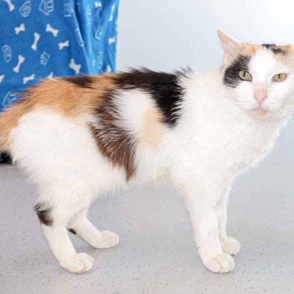 Kätzin Raja / © 2016 Arche KaNaum (NH)