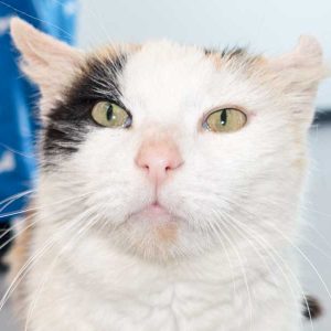 Kätzin Raja / © 2016 Arche KaNaum (NH) Kätzin Raja / © 2016 Arche KaNaum (NH)