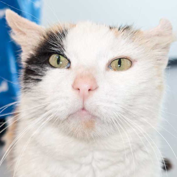 Kätzin Raja / © 2016 Arche KaNaum (NH)