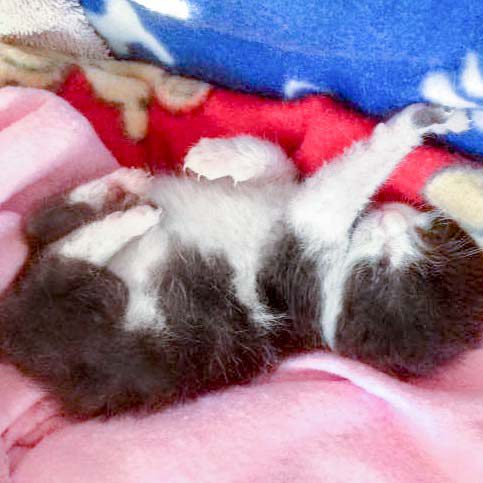 Katerchen Ralfi am 10.06.’16 / © 2016 Arche KaNaum (DN) Katerchen Ralfi am 10.06.'16 / © 2016 Arche KaNaum (DN)