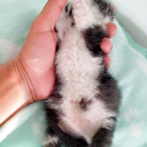 Katerchen Ralfi am 10.06.’16 / © 2016 Arche KaNaum (DN) Katerchen Ralfi am 10.06.'16 / © 2016 Arche KaNaum (DN)