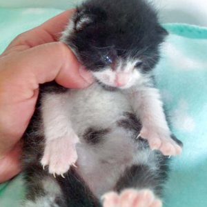 Katerchen Ralfi am 10.06.’16 / © 2016 Arche KaNaum (DN) Katerchen Ralfi am 10.06.'16 / © 2016 Arche KaNaum (DN)