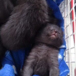 Die noch namenlosen schwarzen Fund-Zwerge / © 2016 Arche KaNaum (DN)