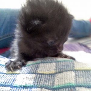 Die noch namenlosen schwarzen Fund-Zwerge / © 2016 Arche KaNaum (DN)