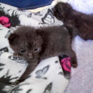 Die noch namenlosen schwarzen Fund-Zwerge / © 2016 Arche KaNaum (DN)