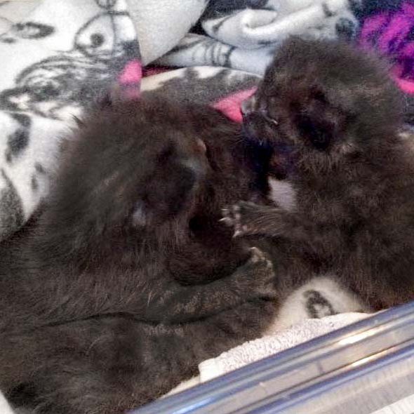 Die noch namenlosen schwarzen Fund-Zwerge / © 2016 Arche KaNaum (DN)