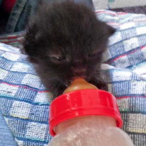 Die noch namenlosen schwarzen Fund-Zwerge / © 2016 Arche KaNaum (DN)