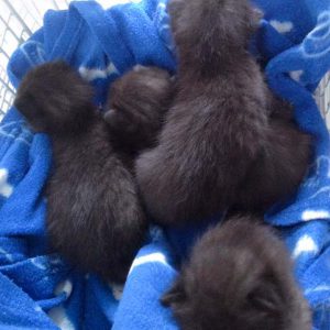 Die noch namenlosen schwarzen Fund-Zwerge / © 2016 Arche KaNaum (DN)