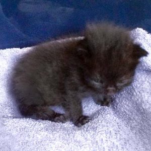 Die noch namenlosen schwarzen Fund-Zwerge / © 2016 Arche KaNaum (DN)