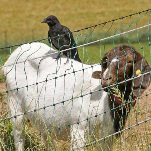 Rabenkrähe Fridolin mit Freundin Paula  / © 2016 Arche KaNaum (DN) Rabenkrähe Fridolin mit Freundin Paula / © 2016 Arche KaNaum (DN)