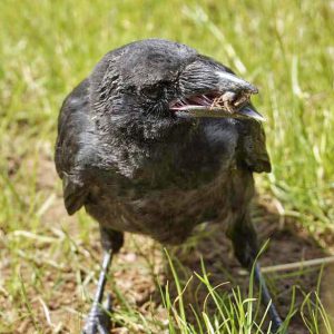 Rabenkrähe Fridolin  / © 2016 Arche KaNaum (DN) Rabenkrähe Fridolin / © 2016 Arche KaNaum (DN)