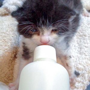 Katerchen Ralfi am 15.06.’16 / © 2016 Arche KaNaum (DN) Katerchen Ralfi am 15.06.'16 / © 2016 Arche KaNaum (DN)