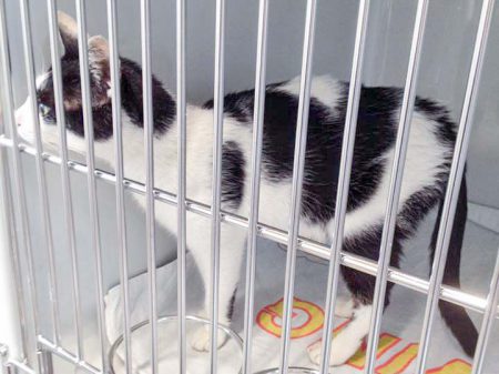 Kätzin Jasmin / © 2016 Arche KaNaum (DN)