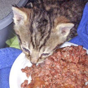 Hat guten Appetit: Eines der Kitten der kleinen Katzenfamilie / © 2016 Arche KaNaum (DN) Hat guten Appetit: Eines der Kitten der kleinen Katzenfamilie / © 2016 Arche KaNaum (DN)