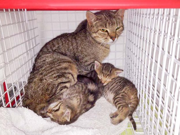 Eine neue kleine Katzenfamilie in der Arche / © 2016 Arche KaNaum (DN)