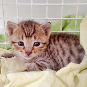 Eines der Kitten der kleinen Katzenfamilie / © 2016 Arche KaNaum (DN) Eines der Kitten der kleinen Katzenfamilie / © 2016 Arche KaNaum (DN)