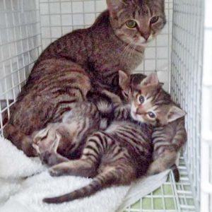 Eine neue kleine Katzenfamilie in der Arche / © 2016 Arche KaNaum (DN) Eine neue kleine Katzenfamilie in der Arche / © 2016 Arche KaNaum (DN)
