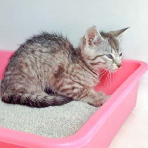 Kätzin Smartie bei ihrer Ankunft / © 2016 Arche KaNaum (DN)