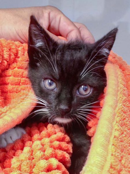 Katerchen Spooky / © 2016 Arche KaNaum (DN)