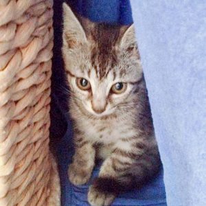 Kätzin Smartie / © 2016 Arche KaNaum (DN)