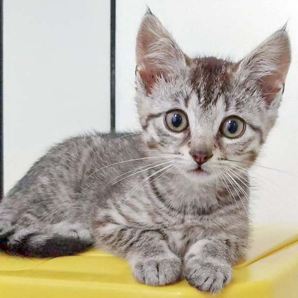 Kätzin Smartie am 19. 06 '16 / © 2016 Arche KaNaum (DN)