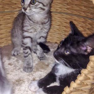 Kätzin Smartie (l.) und Kumpel Spooky / © 2016 Arche KaNaum (DN) Kätzin Smartie (l.) und Kumpel Spooky / © 2016 Arche KaNaum (DN)