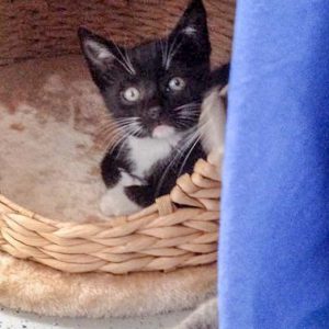 Katerchen Spooky / © 2016 Arche KaNaum (DN) Katerchen Spooky / © 2016 Arche KaNaum (DN)