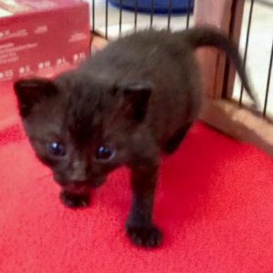 Katerchen Artemis am 18.06.'16 / © 2016 Arche KaNaum (DN)