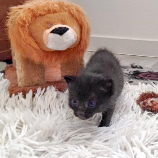 Kätzin Ebony am 18.06.'16 / © 2016 Arche KaNaum (DN)