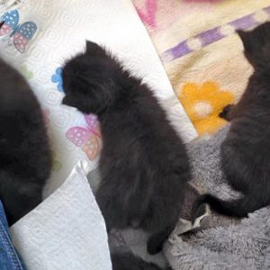 Futtertraining bei unseren schwarzen Zwergen Artemis, Moritz und Ebony / © 2016 Arche KaNaum (DN)