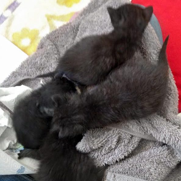 Gruppenkuscheln: Katerchen Artemis, Pedro und Moritz mit Schwesterchen Ebony / © 2016 Arche KaNaum (DN)