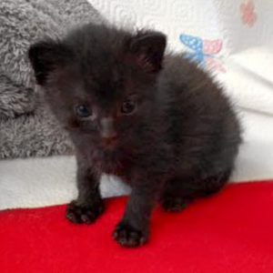 Katerchen Moritz am 18.06.'16 / © 2016 Arche KaNaum (DN)