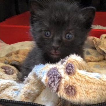 Katerchen Moritz am 18.06.’16 / © 2016 Arche KaNaum (DN) Katerchen Moritz am 18.06.'16 / © 2016 Arche KaNaum (DN)