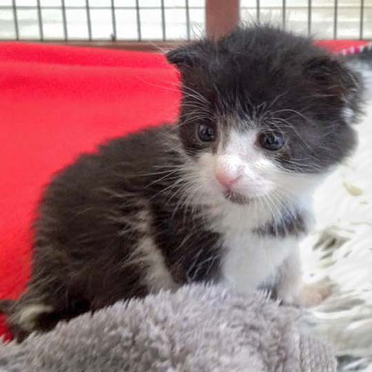 Katerchen Ralfi am 18.06.’16 / © 2016 Arche KaNaum (DN) Katerchen Ralfi am 18.06.'16 / © 2016 Arche KaNaum (DN)