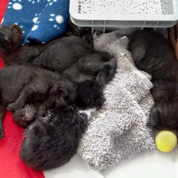 Gruppenkuscheln: Katerchen Artemis, Pedro und Moritz mit Schwesterchen Ebony und Kumpel Ralfi / © 2016 Arche KaNaum (DN)