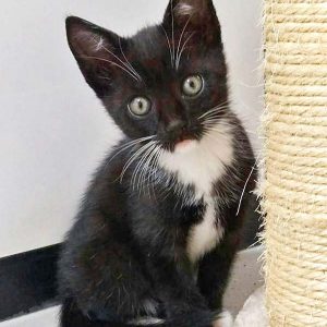 Katerchen Spooky / © 2016 Arche KaNaum (DN)