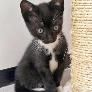 Katerchen Spooky / © 2016 Arche KaNaum (DN) Katerchen Spooky / © 2016 Arche KaNaum (DN)