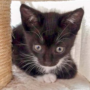 Katerchen Spooky / © 2016 Arche KaNaum (DN) Katerchen Spooky / © 2016 Arche KaNaum (DN)