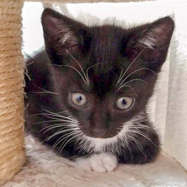 Katerchen Spooky / © 2016 Arche KaNaum (DN) Katerchen Spooky / © 2016 Arche KaNaum (DN)