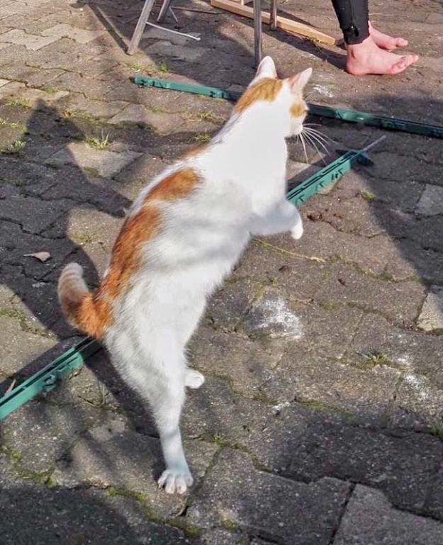 Kater Findus im neuen Zuhause / © 24.06.'16 Privat