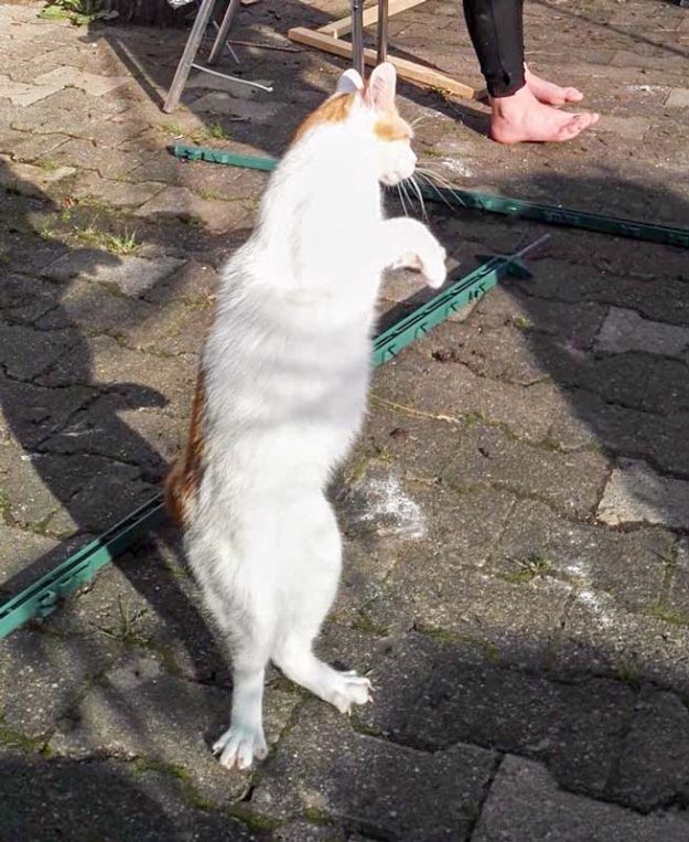 Kater Findus im neuen Zuhause / © 24.06.'16 Privat