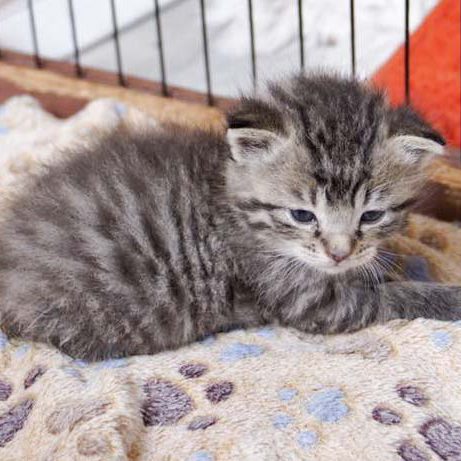 Katerchen Dino am 25.06.'16 / © 2016 Arche KaNaum (DN)