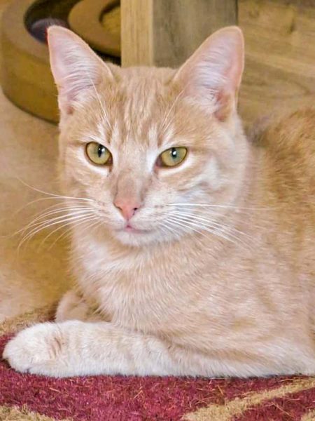 Vermisst: Kater Emilio / © 2016 Privat