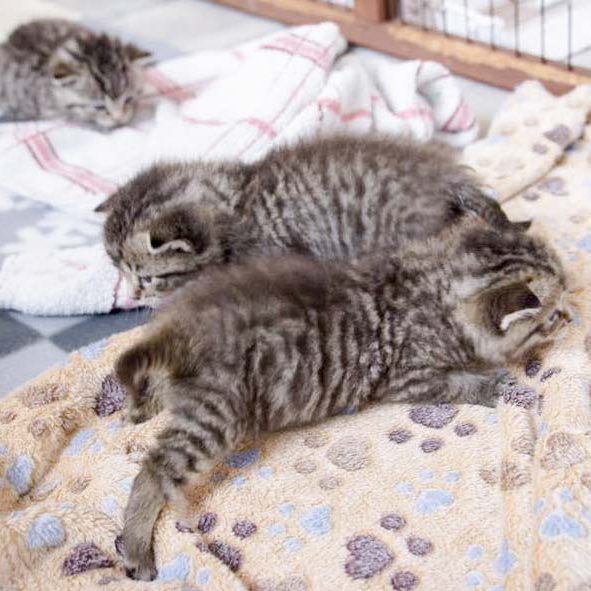 Katerchen Liban und Dino mit Schwesterchen Yukina (h.) am 25.06.’16 / © 2016 Arche KaNaum (DN) Katerchen Liban und Dino mit Schwesterchen Yukina (h.) am 25.06.'16 / © 2016 Arche KaNaum (DN)