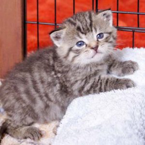 Katerchen Liban am 25.06.’16 / © 2016 Arche KaNaum (DN) Katerchen Liban am 25.06.'16 / © 2016 Arche KaNaum (DN)