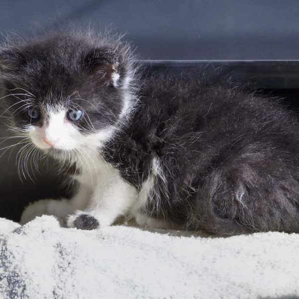 Katerchen Ralfi am 25.06.’16 / © 2016 Arche KaNaum (DN) Katerchen Ralfi am 25.06.'16 / © 2016 Arche KaNaum (DN)